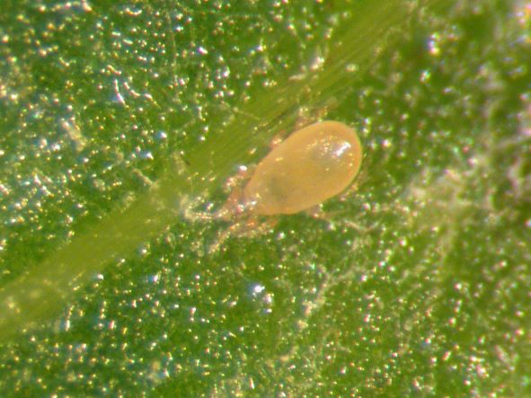 Neoseiulus cucumeris predatory mites as biocontrol agent for tarsonemid mite